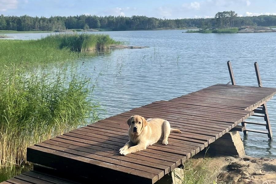 A dog laying on a pier by the water